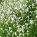 White Top Sedge